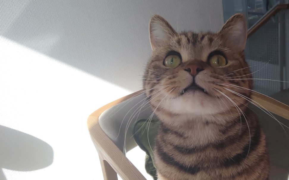 呆傻猫大锤呆傻的猫咪长的一个样眼距宽塌鼻梁