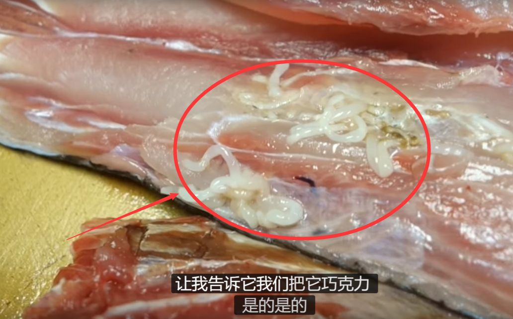 【严重警告18×】三文鱼寿司——寄生虫 高级餐厅主厨现场解析