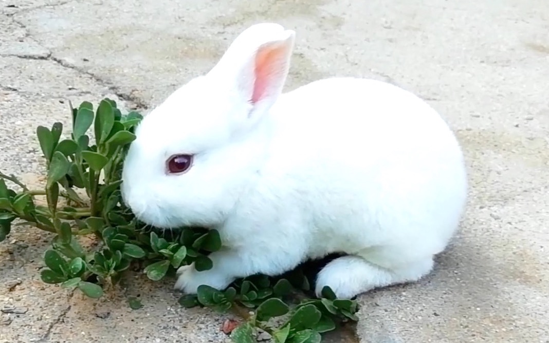 小兔子饿急眼了,兔妈妈喂奶,再一次见证了母爱的伟大!