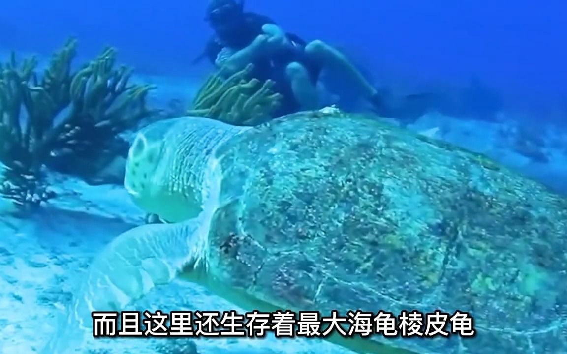 海底究竟有什么东西?带你探寻海底一万米(中)哔哩哔哩bilibili