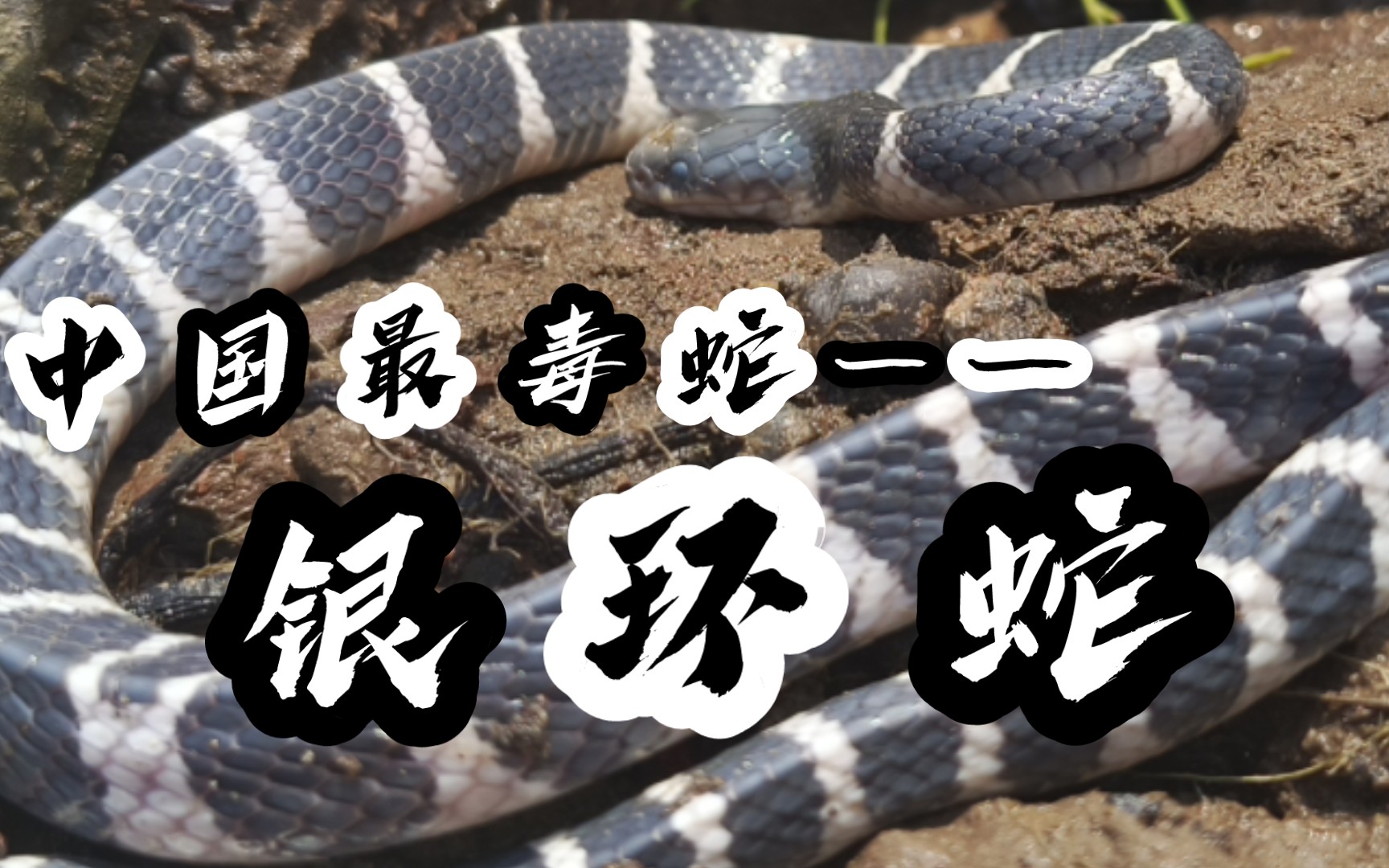 【视频记录】一条蒙眼即将蜕皮的银环蛇