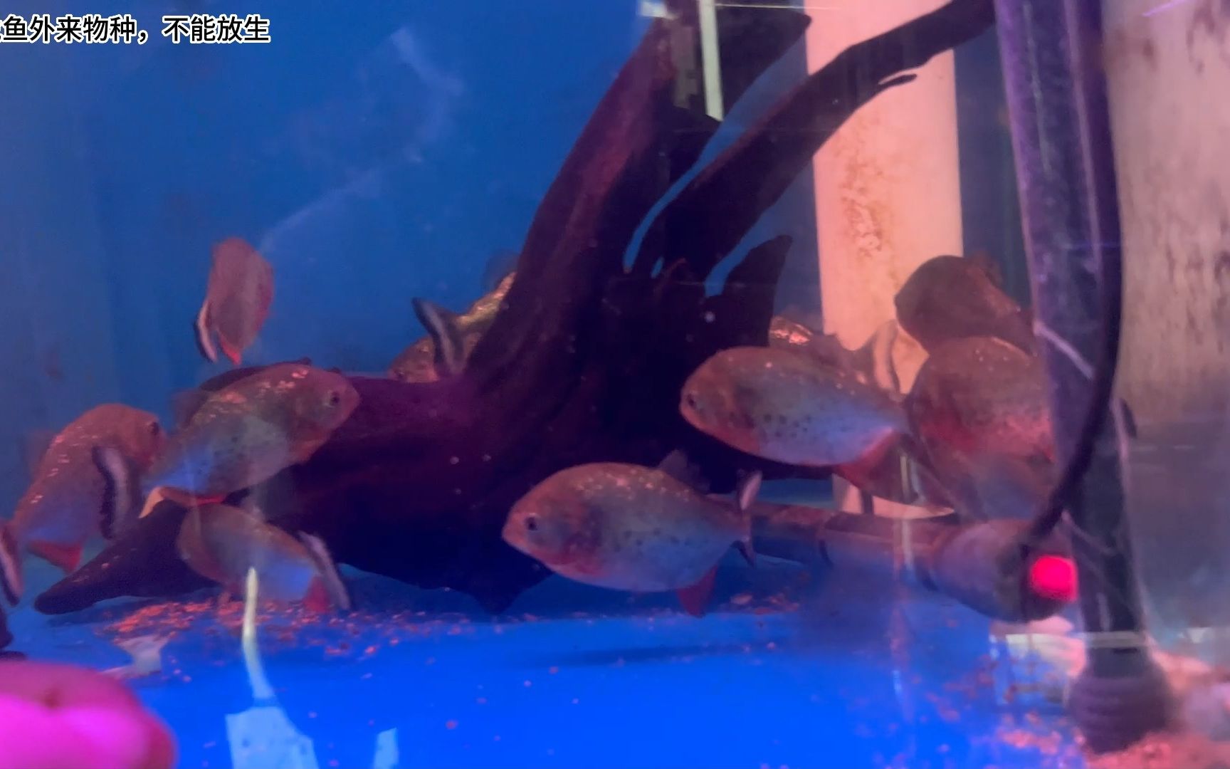 Piranha Dangerous Freshwater Fish Underwater 照片檔及更多 水虎魚 照片 - 水虎魚, 2015年 ...