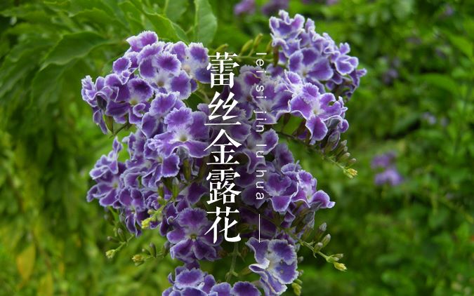 巧克力学名“蕾丝金露花”花朵是浓烈的巧克力味道,您见过没有?哔哩哔哩bilibili