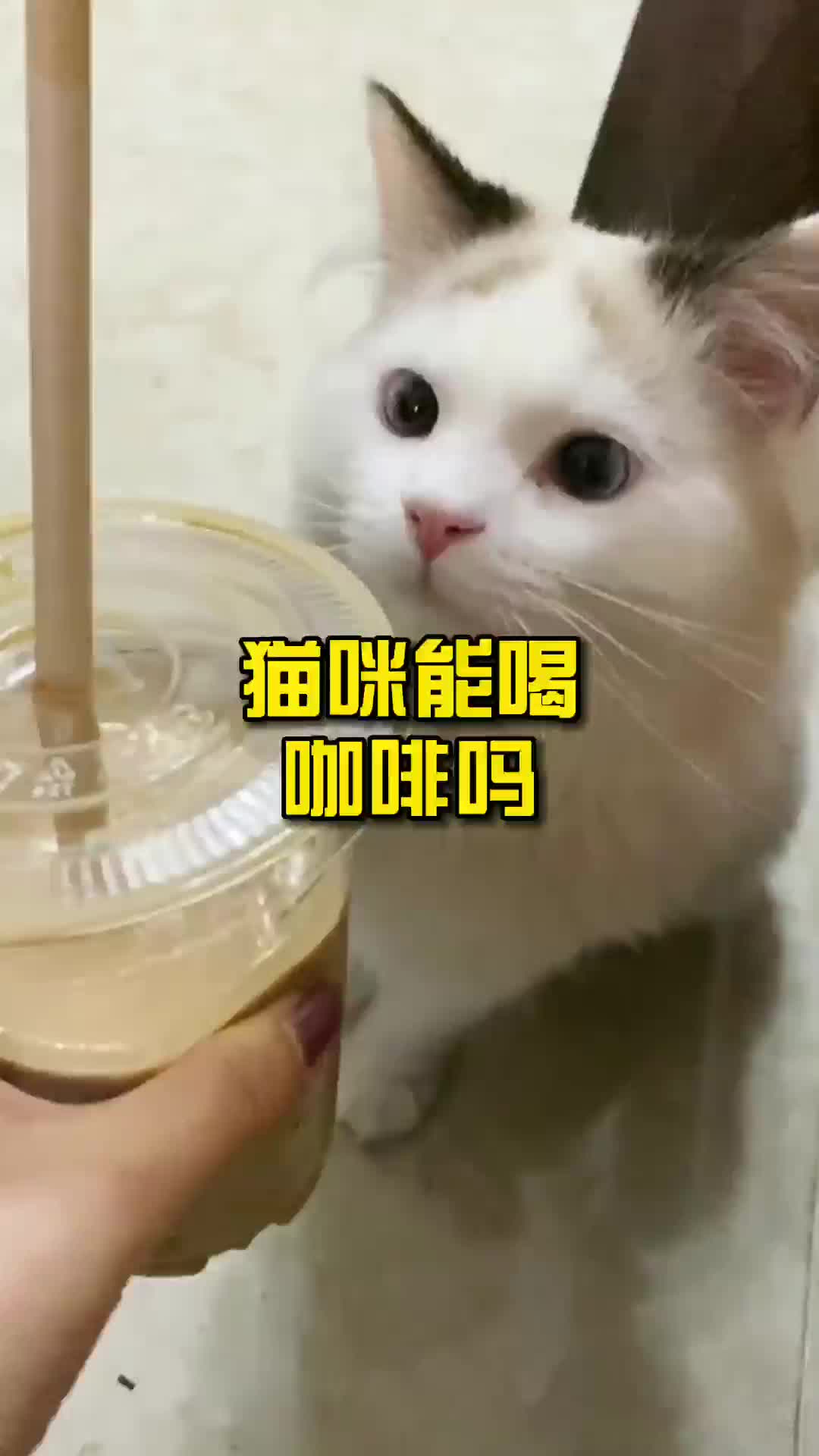 [图]猫咪能喝咖啡吗？