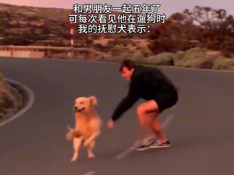 抚慰犬:布鲁斯的自由 予你同频哔哩哔哩bilibili