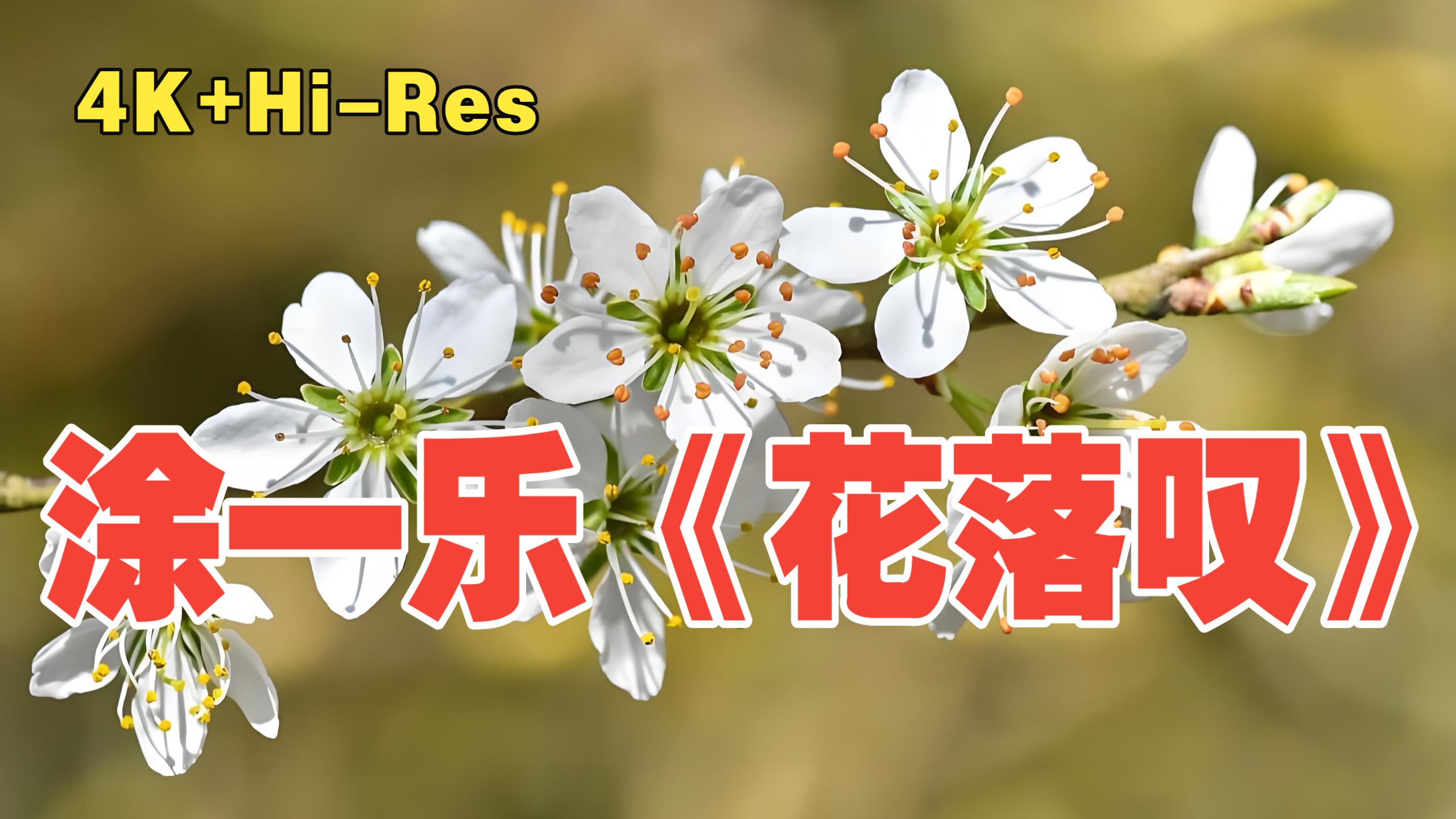 飙升榜曲！涂一乐《花落叹》4K+Hi-Res