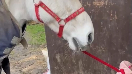 送大马回家的小姑娘