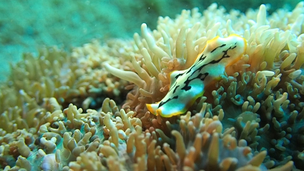 神奇海洋生物#浅浅的丝滑一下,海扁虫(sea flatworm),颜色绚丽宣告我