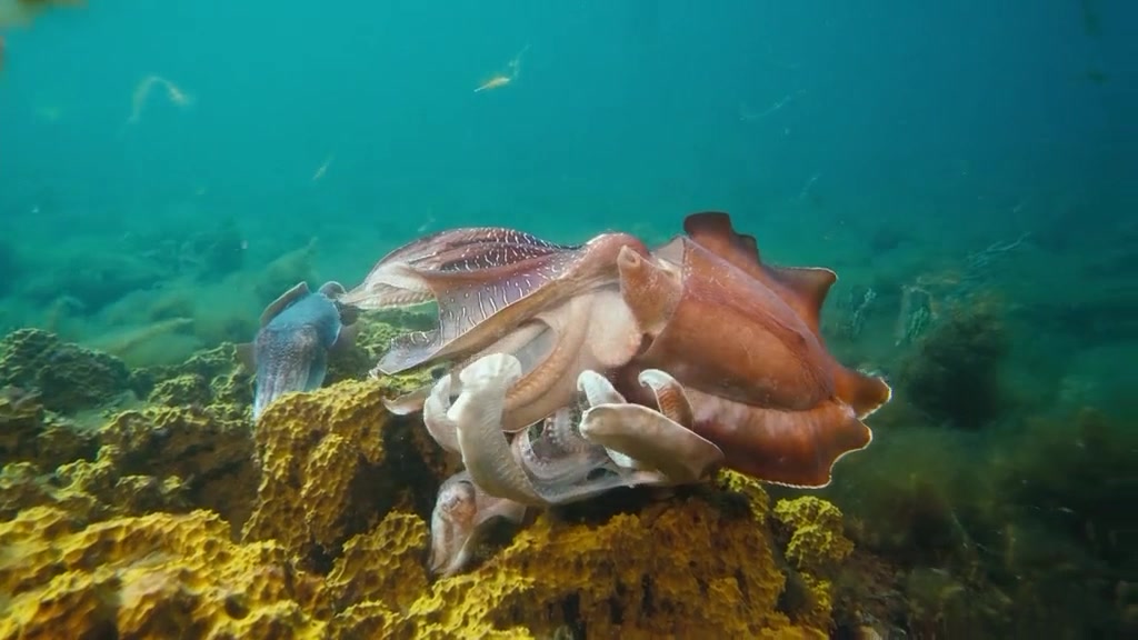 海底世界浅海大乌贼下
