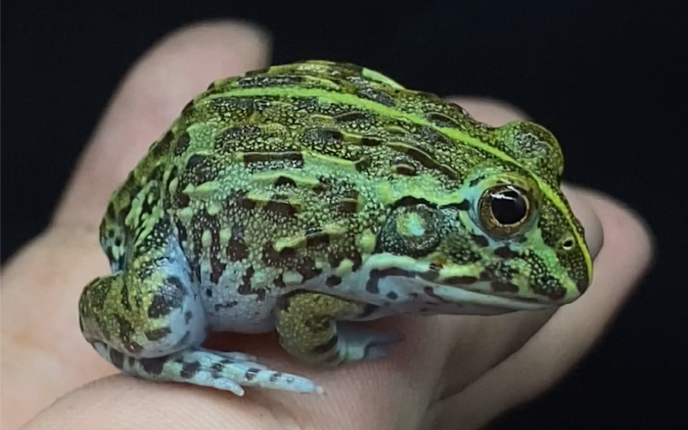 活动  宠物开箱过程 非洲牛蛙开箱指导