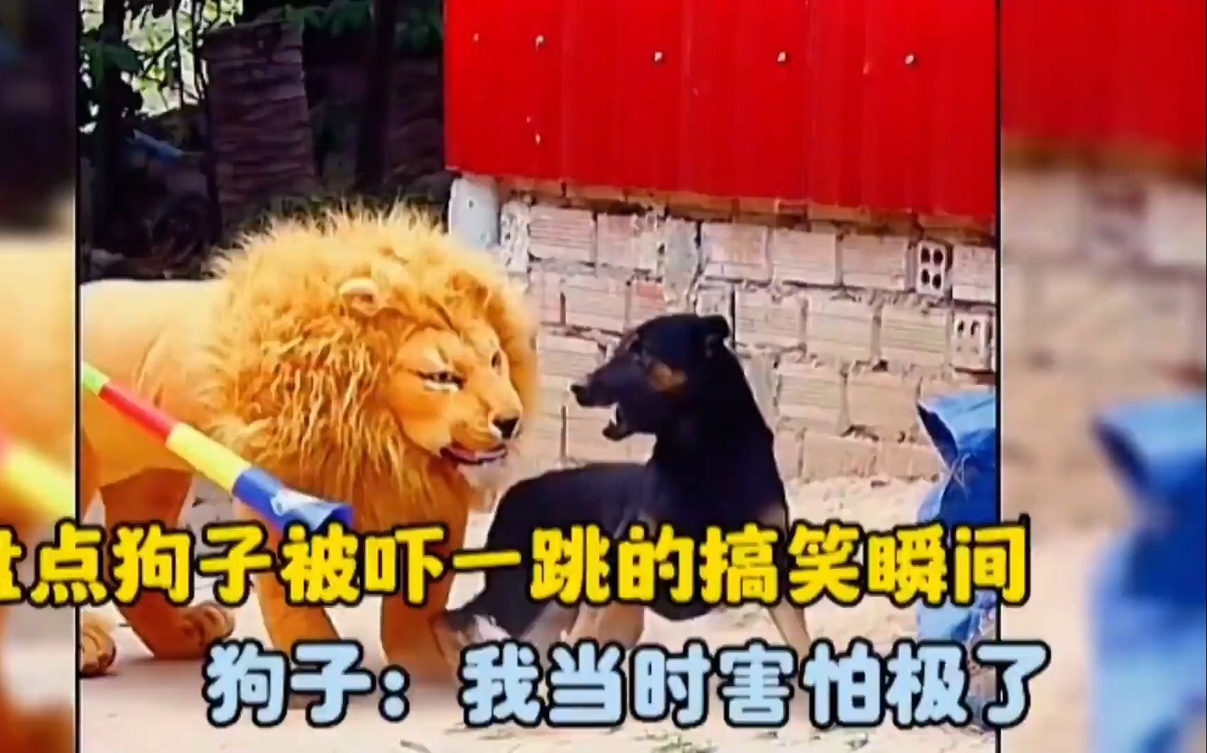 狗狗被吓一跳的搞笑瞬间!