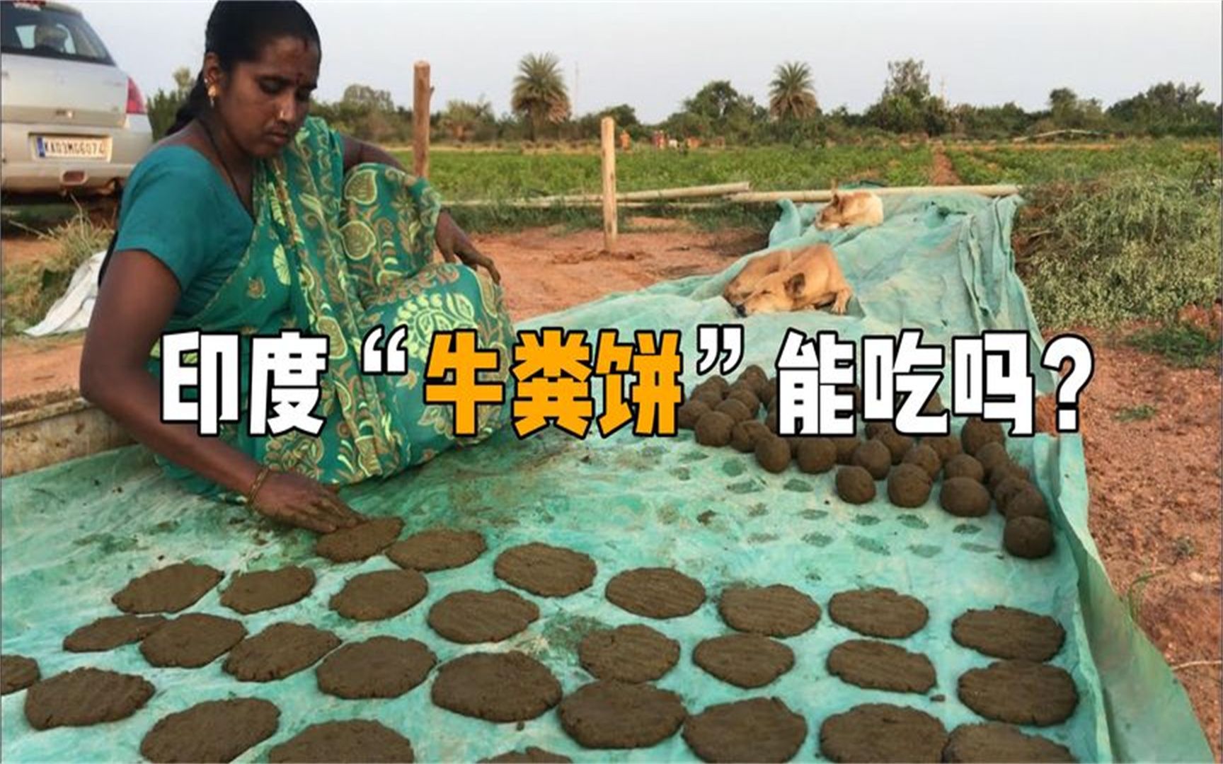 印度"牛粪饼"卖脱销,纯手工制作留住传统味道,却不是用来吃的