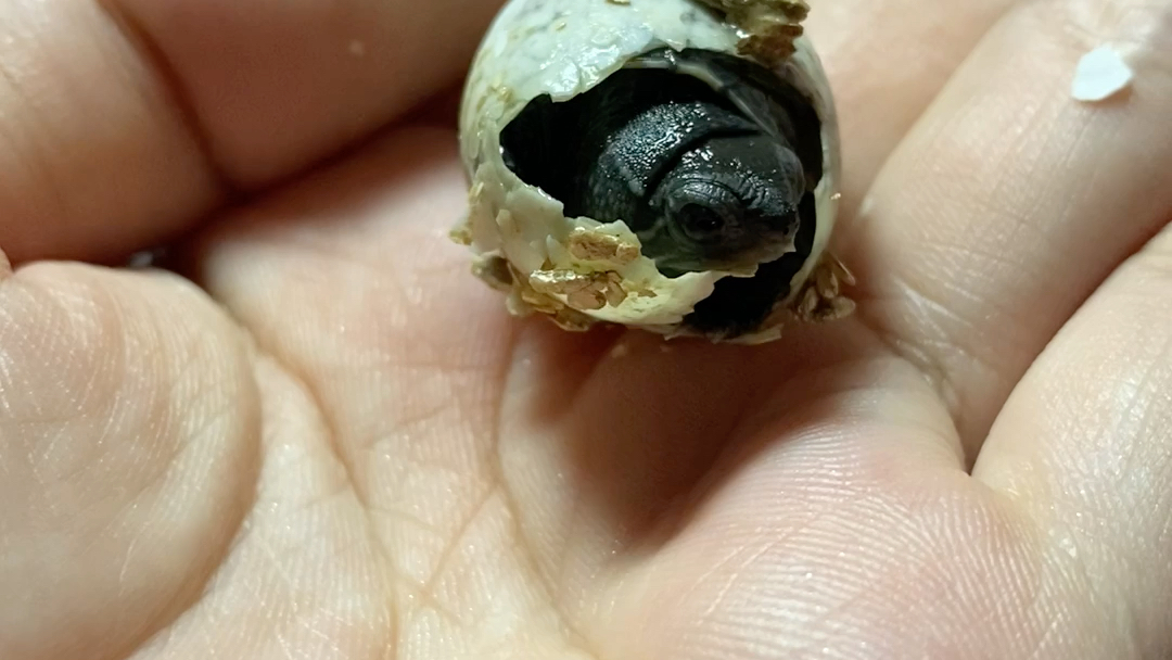 网上淘的草龟蛋 小龟在高考这天破壳而出啦!_哔哩哔哩_bilibili