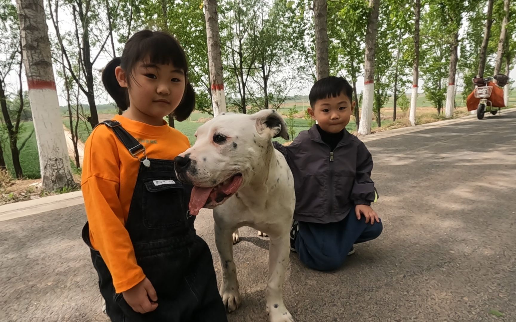 加纳利人称杀人犬,没想到跟孩子玩的如此开心,猛犬也能这么温顺哔哩哔哩bilibili