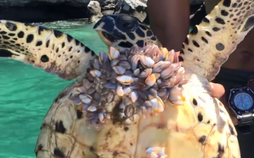 帮海龟扣掉身上的藤壶!起了一身鸡皮疙瘩!_哔哩哔哩_bilibili