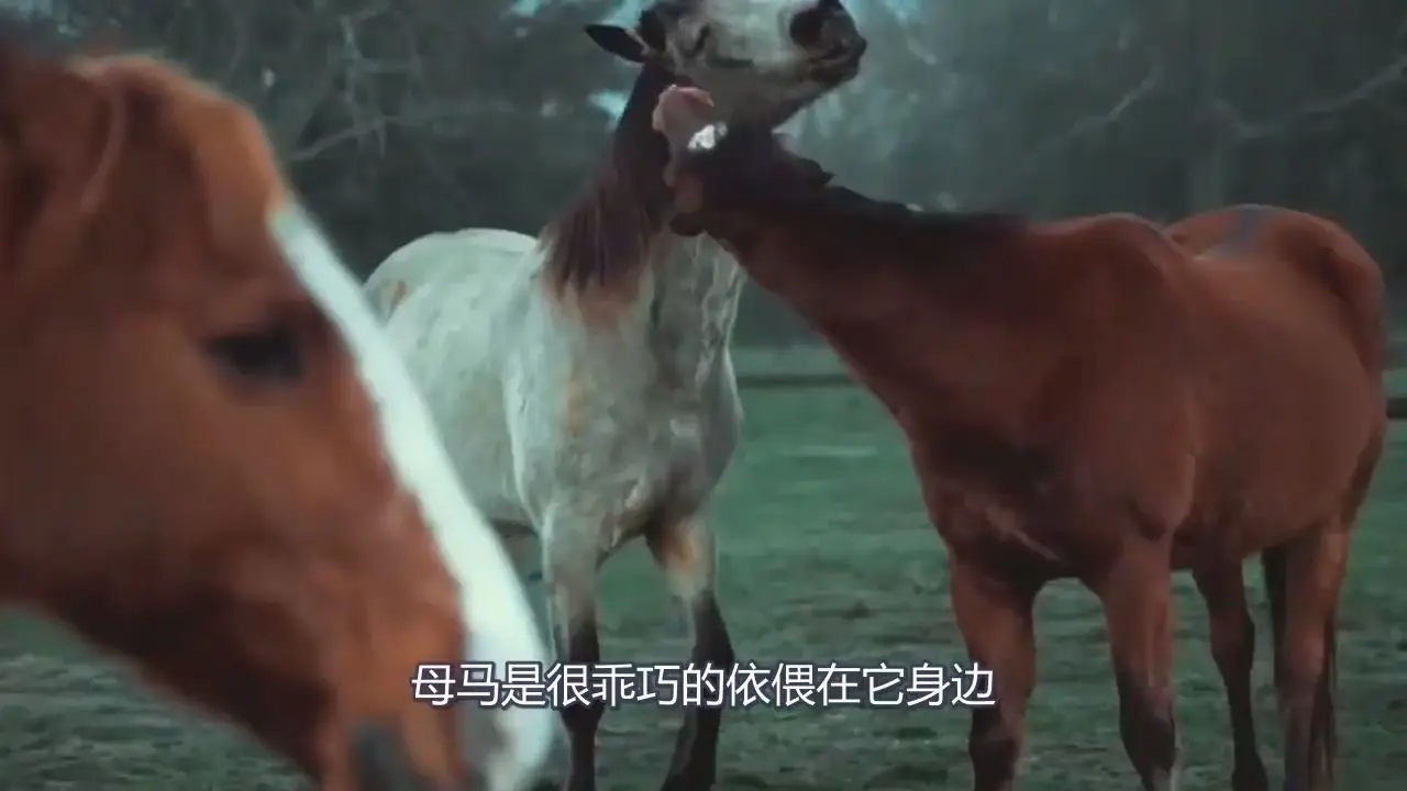 马儿第一次谈恋爱 雌马依偎在公马身边 网友 受到精准打击 哔哩哔哩 Bilibili