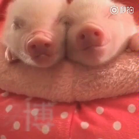两只猪的照片亲密的图片