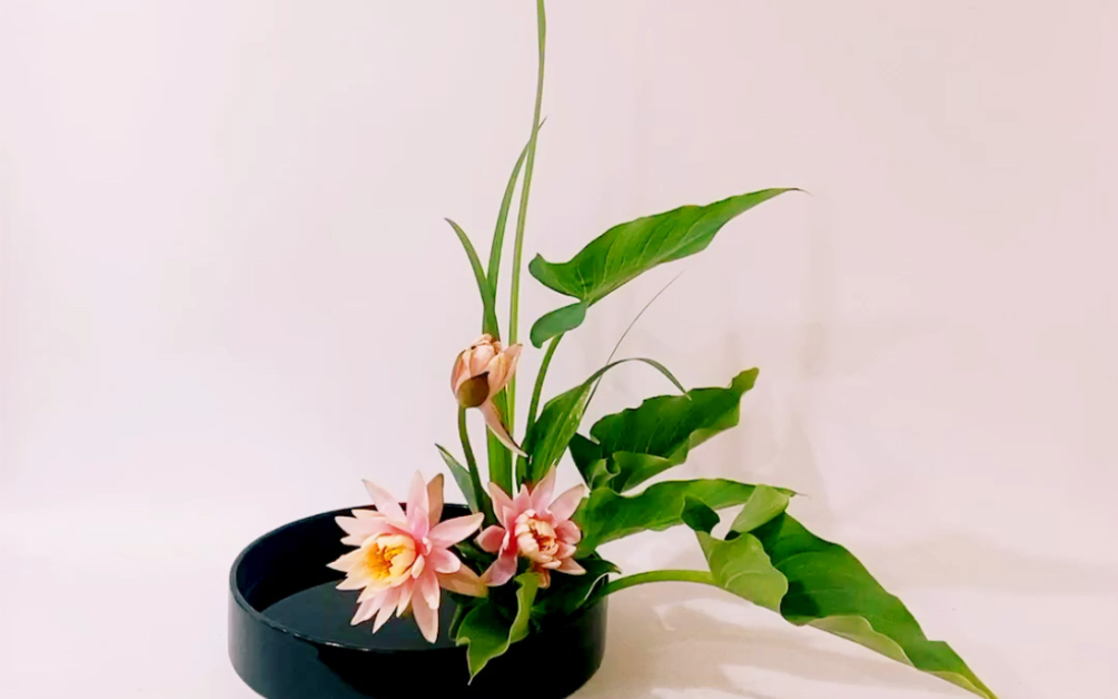 华丽的睡莲插花,日式花道小原流步骤分解