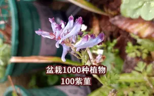 Скачать видео: 盆栽1000种植物｜100 紫菫