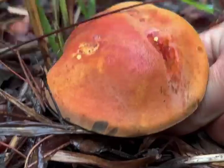 怎么都做不熟的菌子这个菌子不是我们所说的见手青哦,它叫高脚葱,怎么做都会拉肚子,毒性比见手青还强,但又不会躺板板,你们敢吃吗?哔哩哔哩...