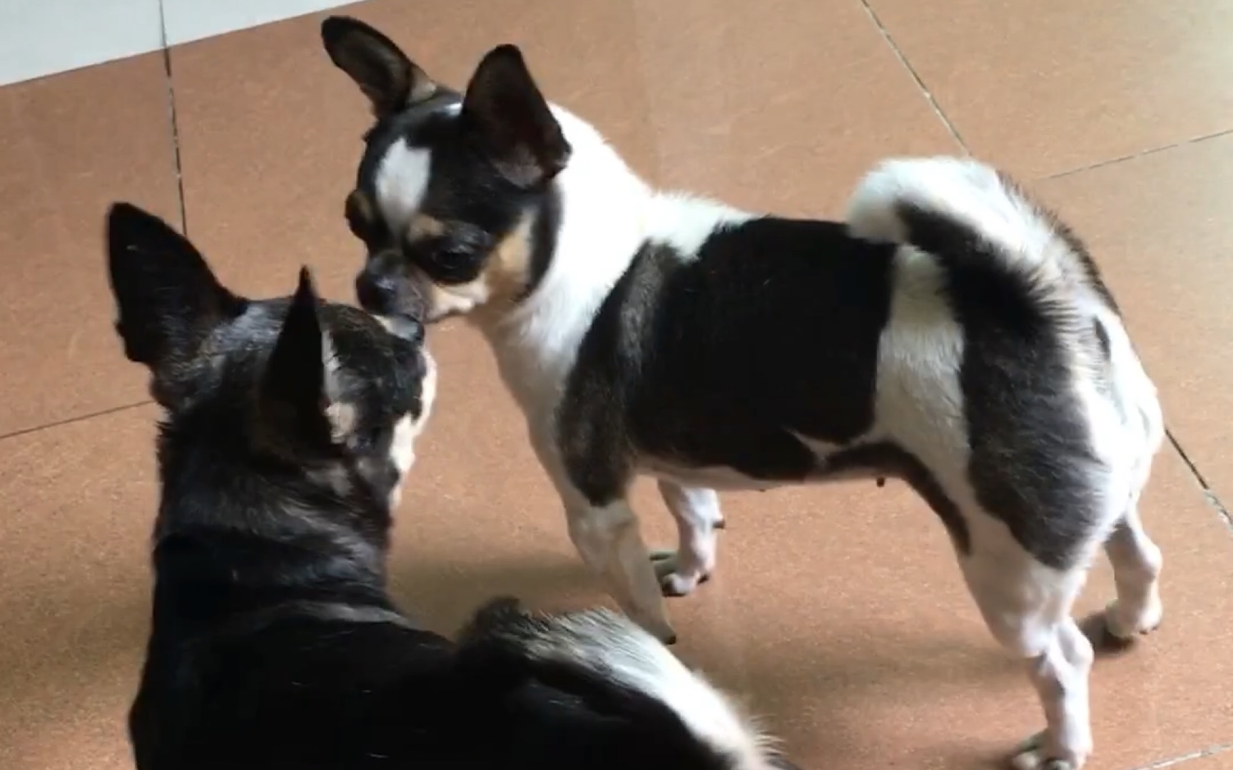 纪录我们家两只肥狗日常斗嘴