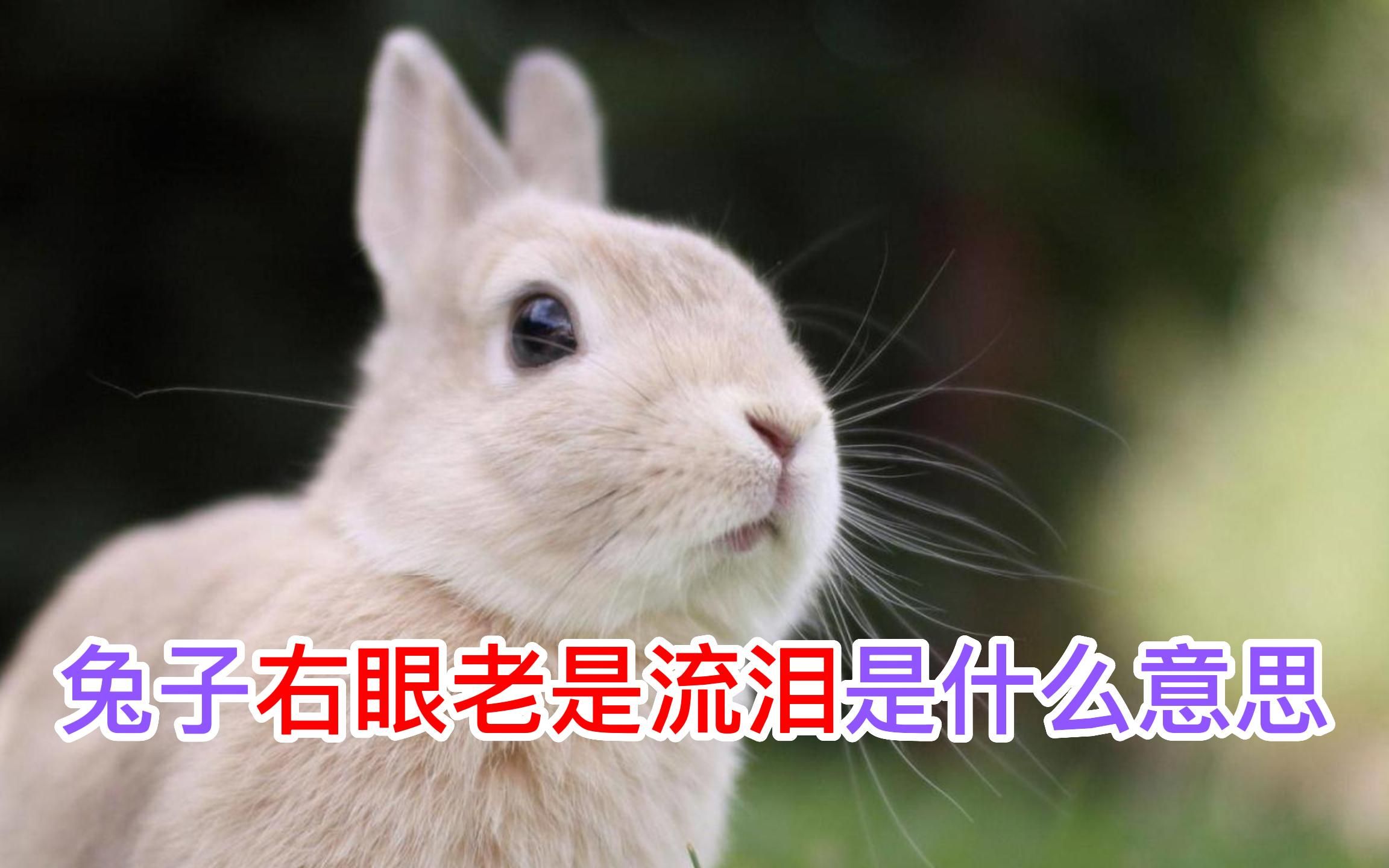 兔子右眼老是流泪是什么意思