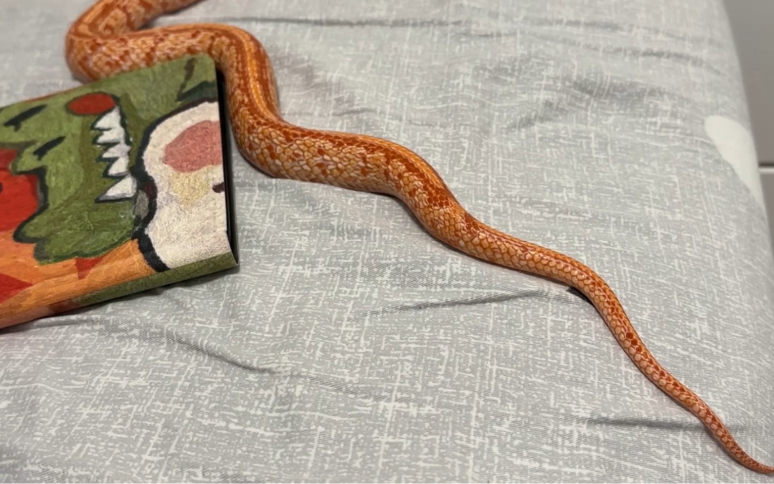 快看啊!我的床上有一条蛇!