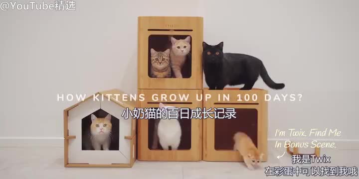 [图]小奶猫100天的成长记录，心都萌化了！(via 微博 )完整讨论戳：