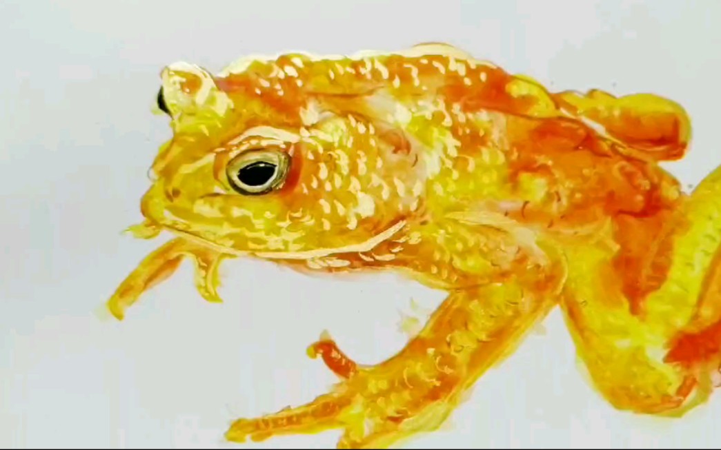 金蟾蜍 手绘 水彩_哔哩哔哩 (゜-゜)つロ 干杯~-bilibili