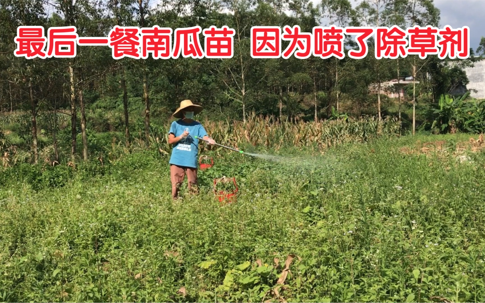 [图]草长得比菜好，喷了除草剂 幸好还能摘一餐南瓜苗滚瘦肉汤 孩子们开心极了