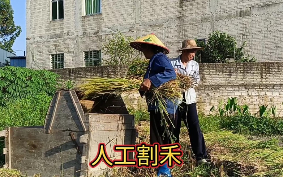 小时候逃避跟家人割禾,带你们回顾一波人工割禾的情景,如今时过境迁,我已不只是当初的少年哔哩哔哩bilibili