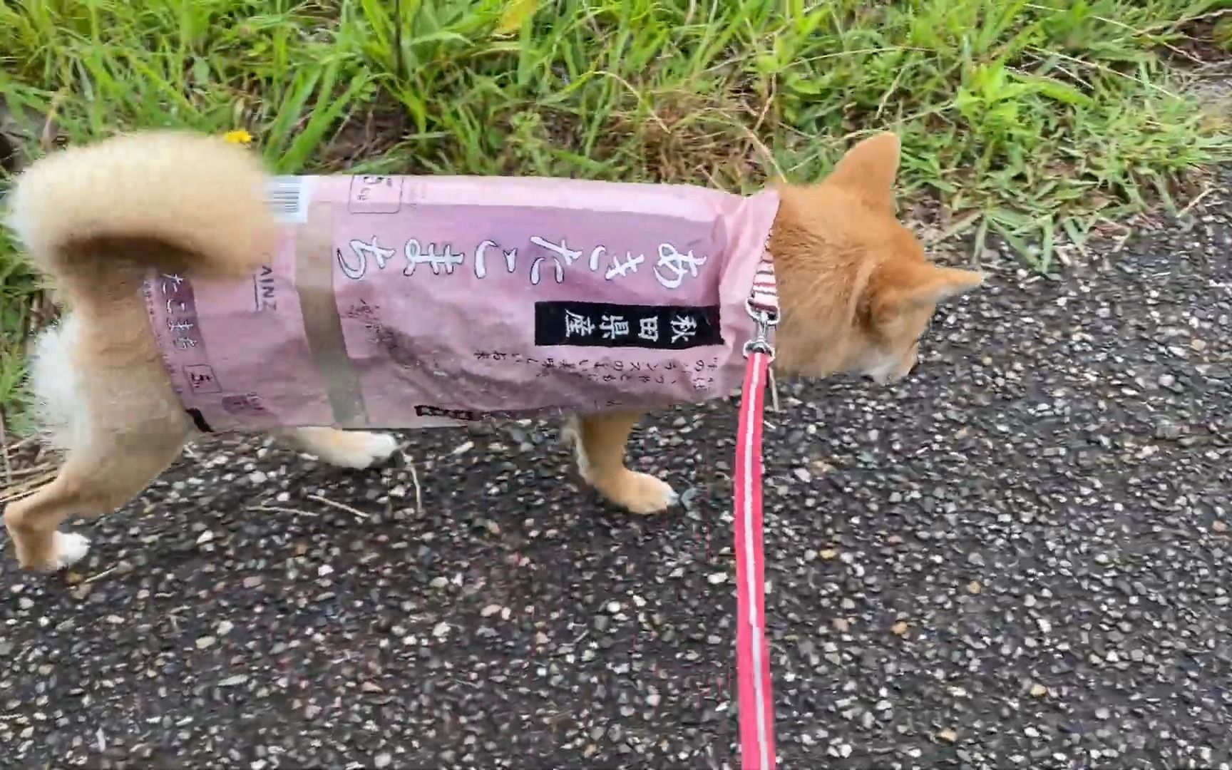 【柴犬小夏】下雨天在米袋里感受到的爱犬的成长w秋田小町(柴犬小夏出生后10个月哔哩哔哩bilibili