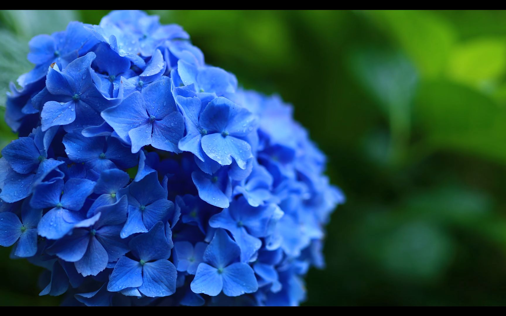 [图]【自然の音と4K 映像】雨の音を 聴きながら 紫陽花を見る