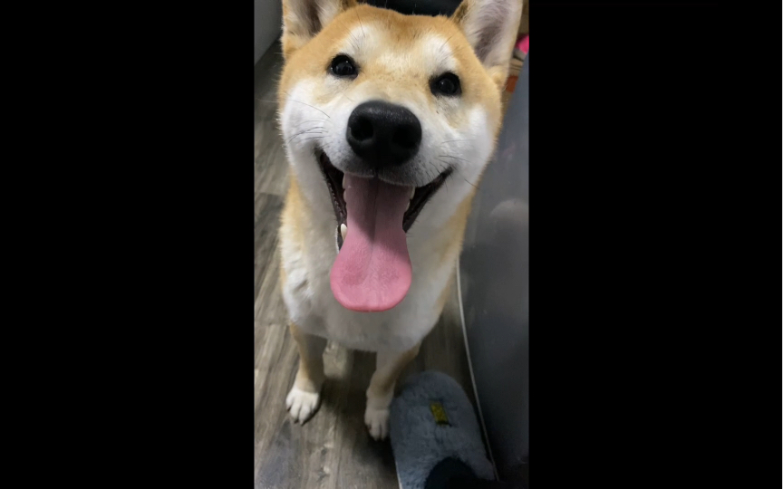 柴犬niko犯错了就嬉皮笑脸,拼命的试图讨好我