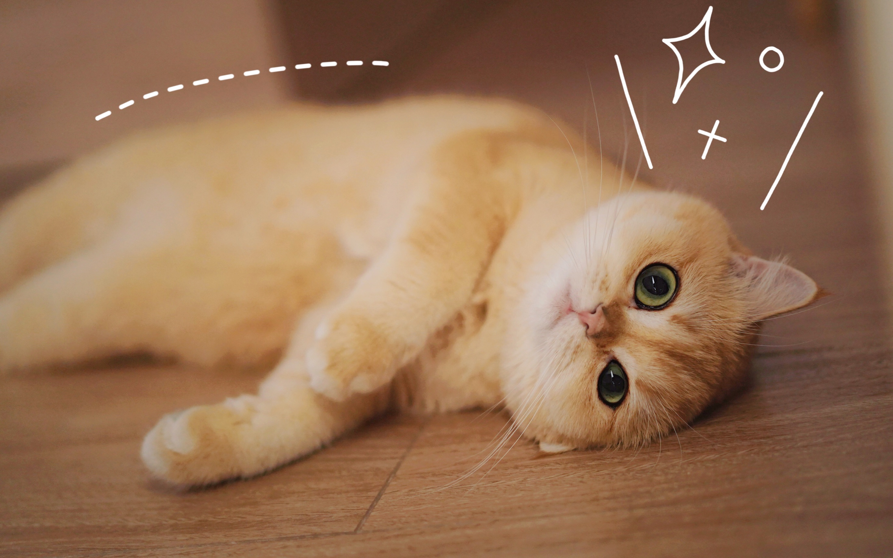 地上这是什么超可爱小肥猫?
