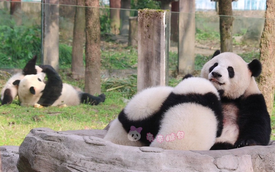 [图]【大熊猫莽仔&好奇】俩妈带娃，这边“母慈子孝”，隔壁“鸡飞狗跳”