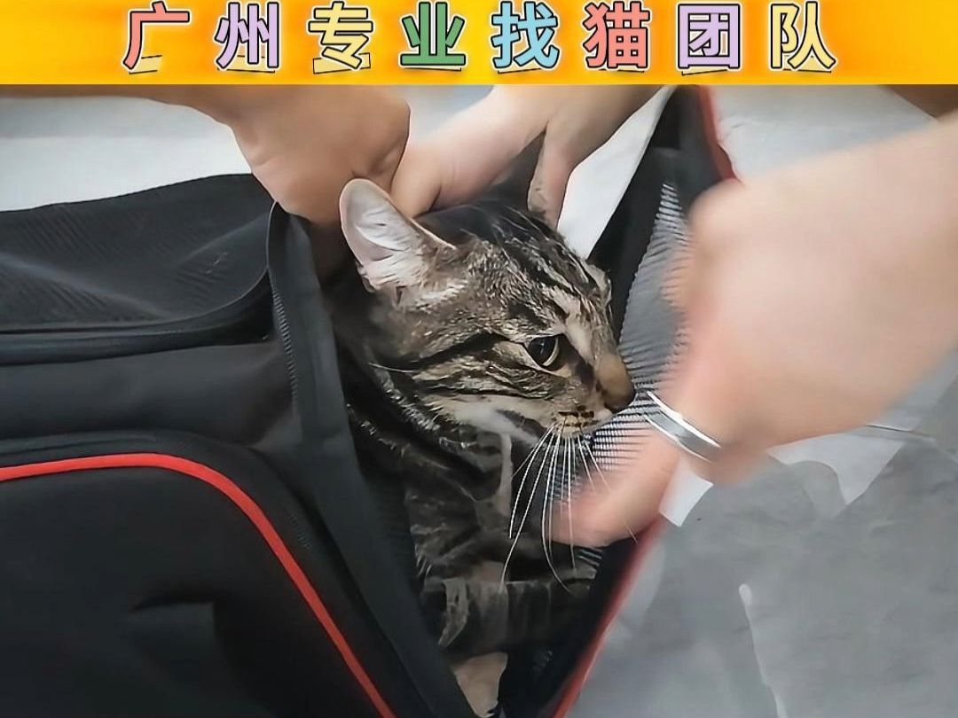 广州找猫团队 高层25层坠落 猫咪奇迹生还哔哩哔哩bilibili