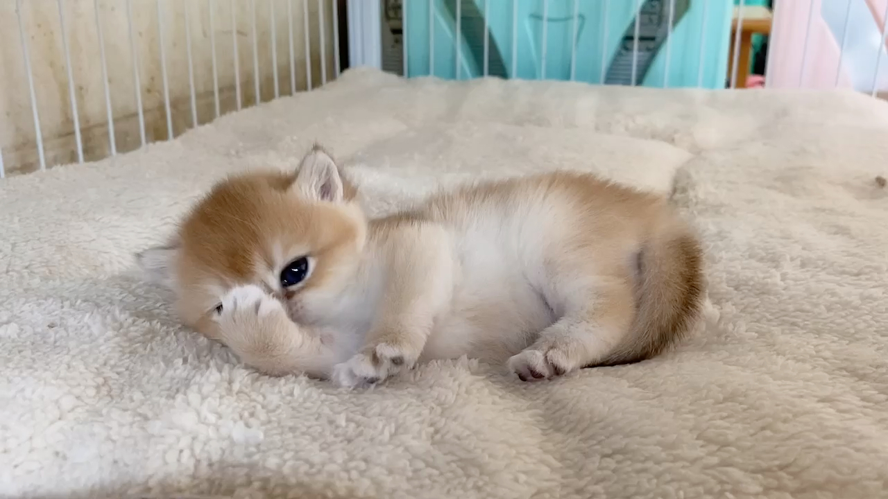 【英短金渐层】金豆子小奶猫:你这么可爱你妈知道吗～哈哈～猛男必看!