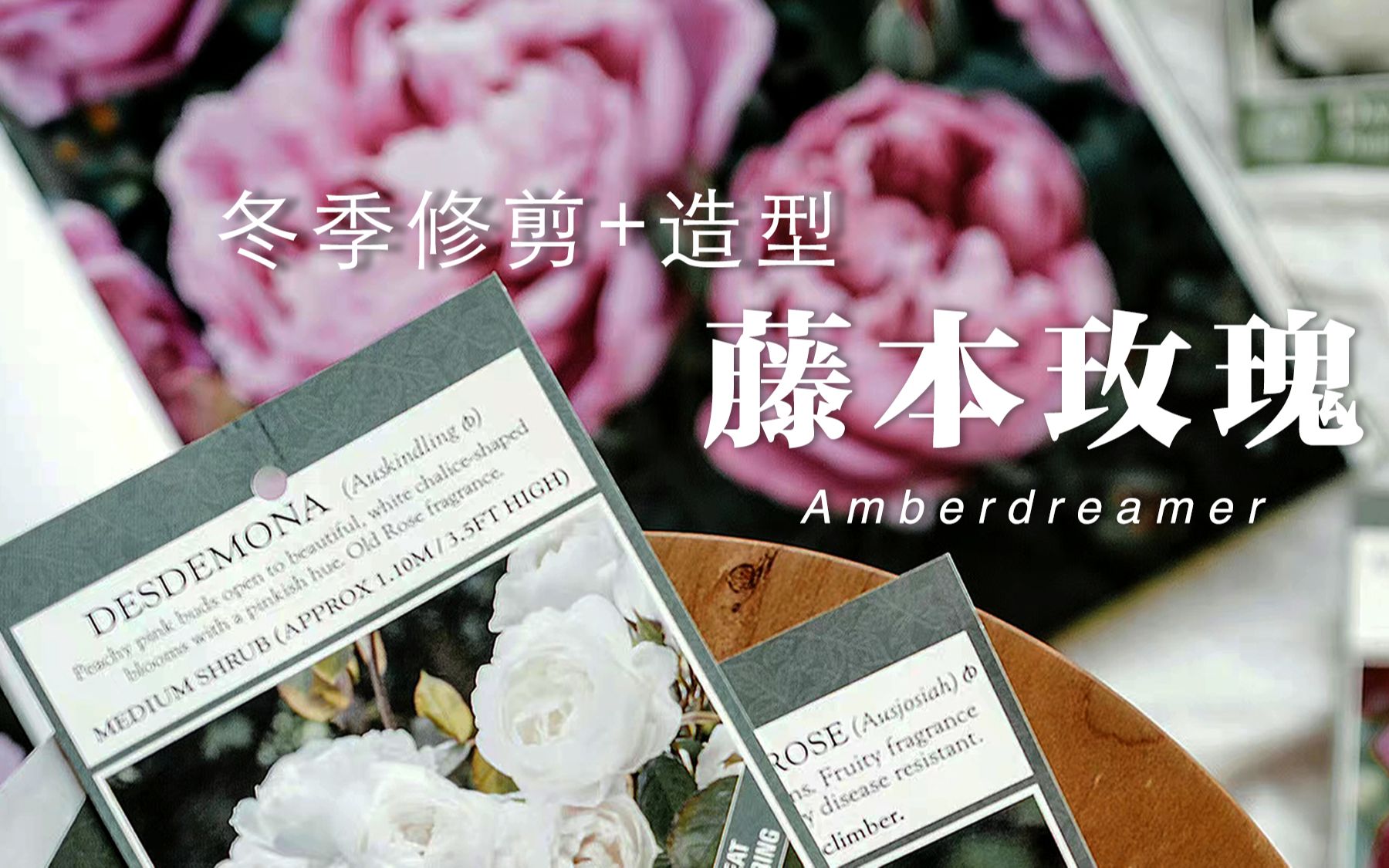 【#28Amber花园】种花也需要逻辑,龙沙宝石爬藤玫瑰月季的冬季修剪和造型牵引以及绑扎,干货满满,手把手逐步分享思路哔哩哔哩bilibili