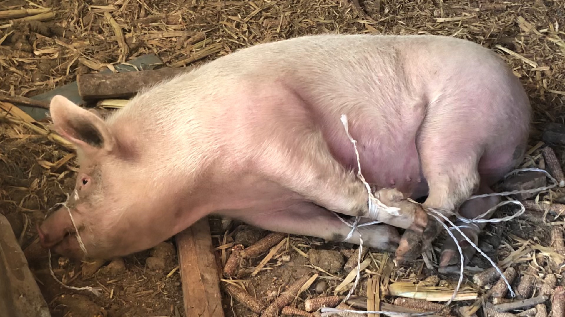 绝望老猪,吃过猪肉没见过抓猪,99