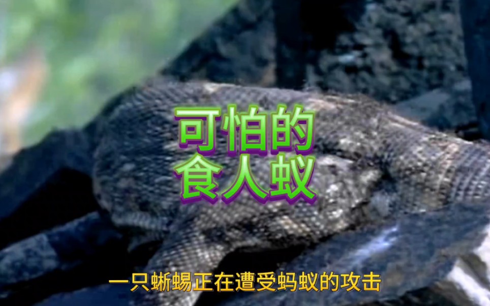 可怕的食人蚁