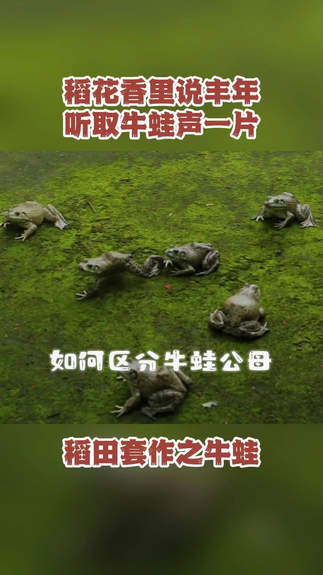 非洲牛蛙公母图片