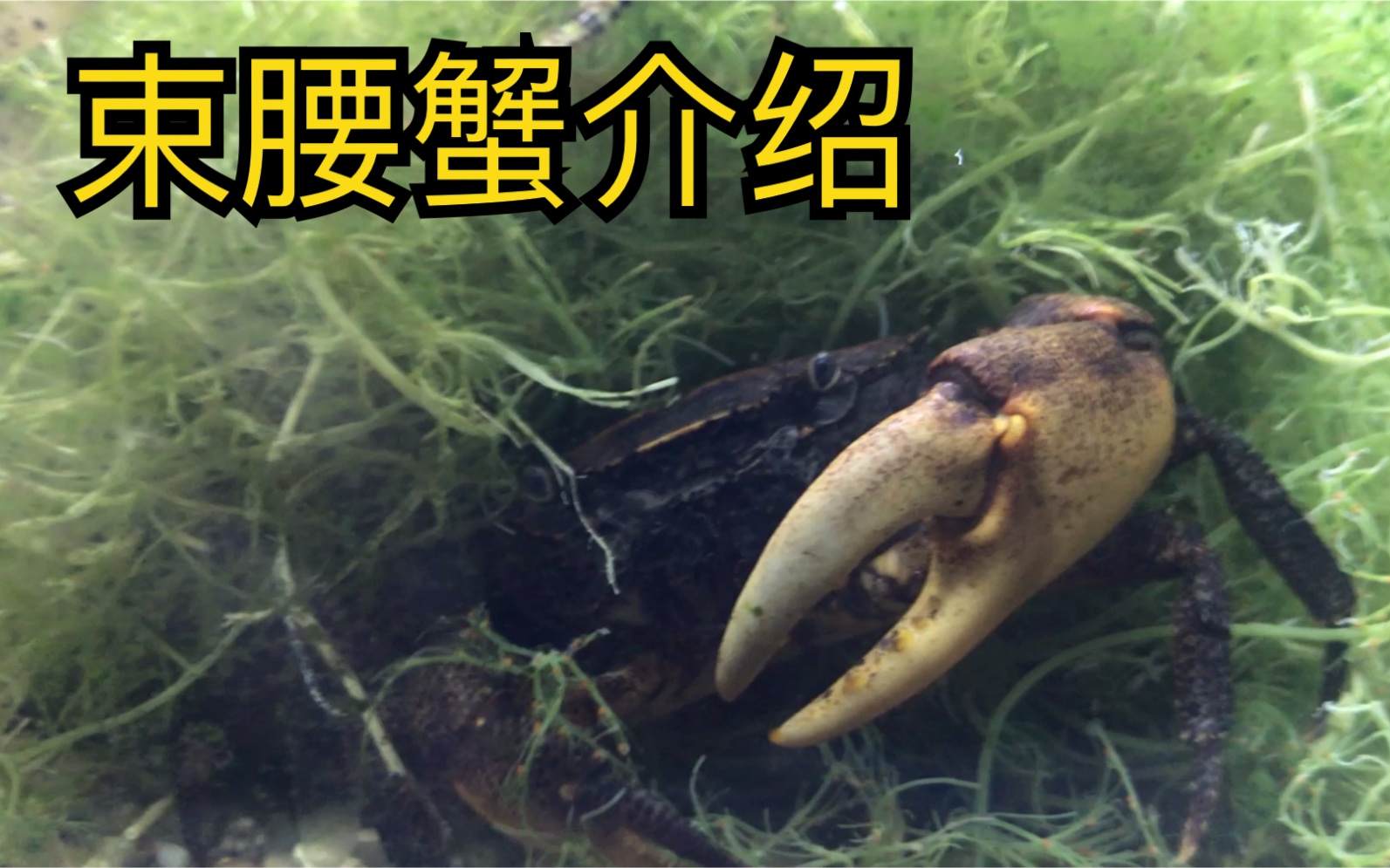 束腰蟹的介绍和饲养攻略