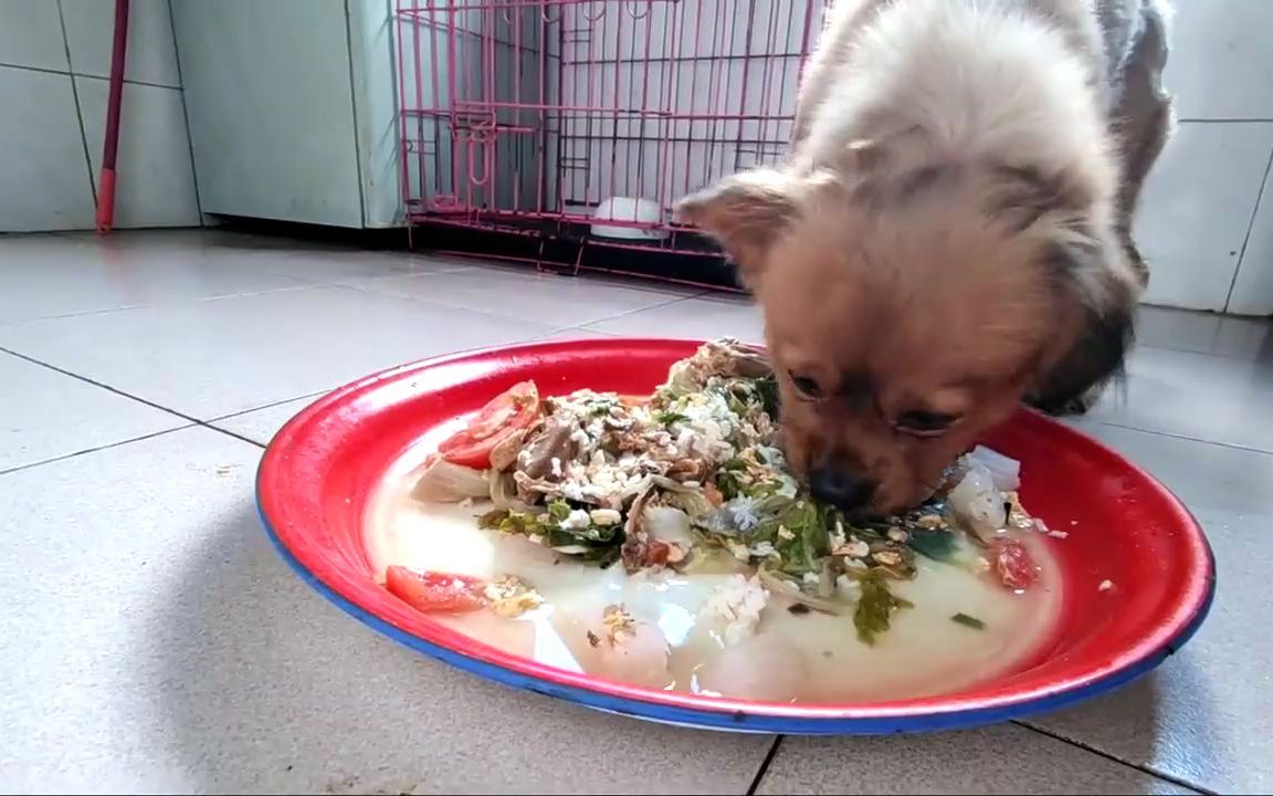 农村土狗好养,昨天的剩菜一大盘,狼吞虎咽吃得都剩渣渣