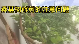 下载视频: 桑椹树的修剪误区，错误的修剪导致桑椹非常少。千万不能修剪大枝条