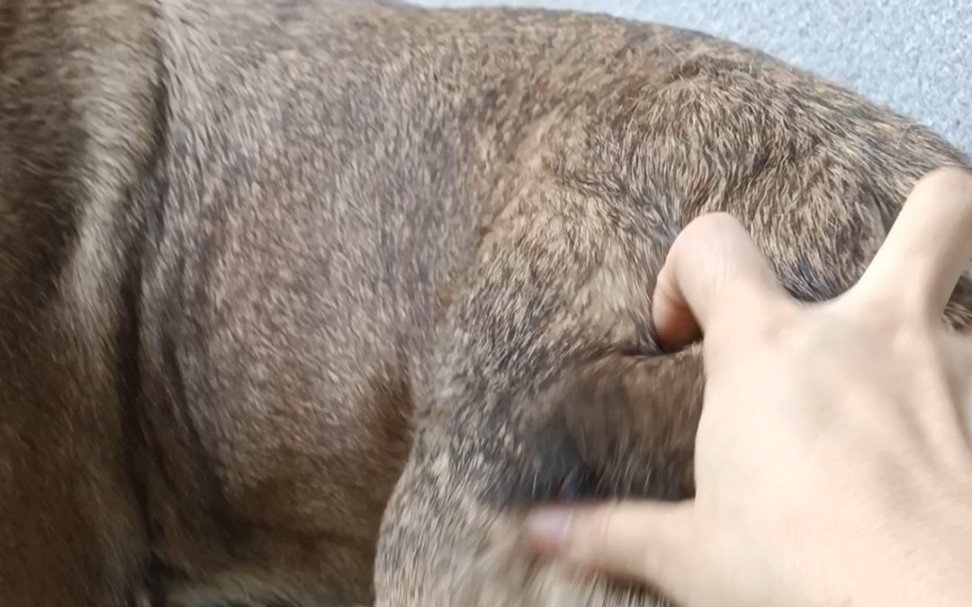 摸遍肌肉袋鼠的全身!