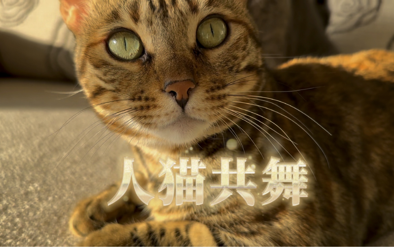 原来猫咪也喜欢听音乐,居然闻声起舞有模有样!