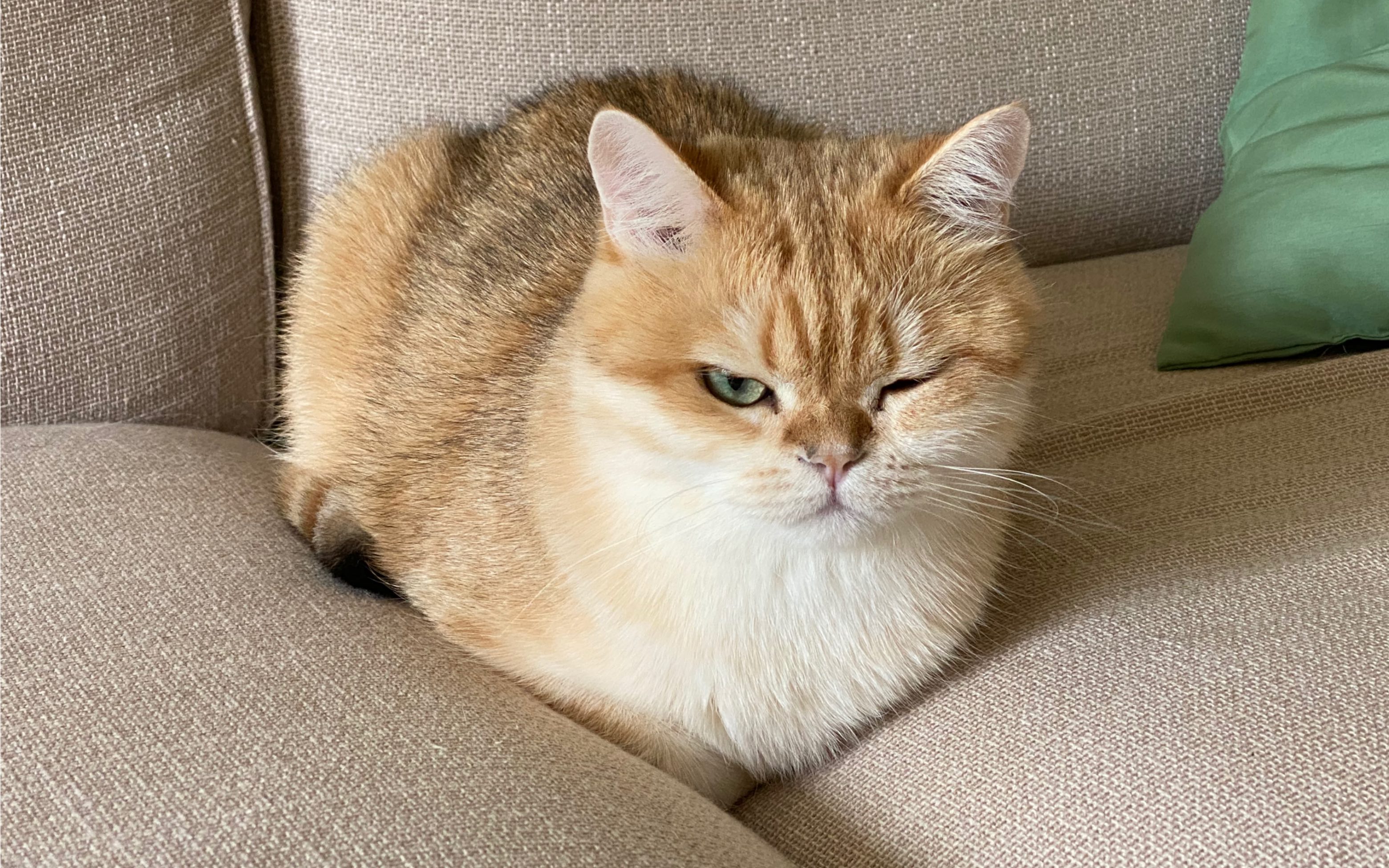 【金渐层】猫脚是什么味道的?_哔哩哔哩 (゜-゜)つロ 干杯~-bilibili