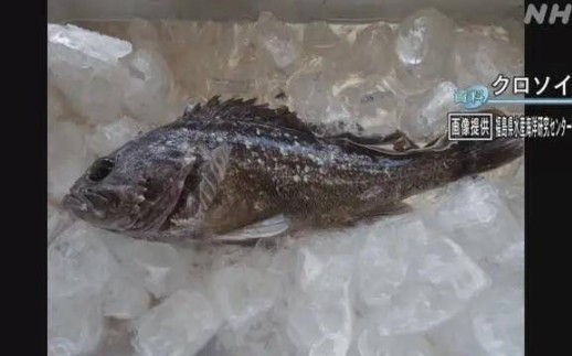 因放射性物质超标 日本禁止福岛黑鲉鱼上市_哔哩哔哩_bilibili