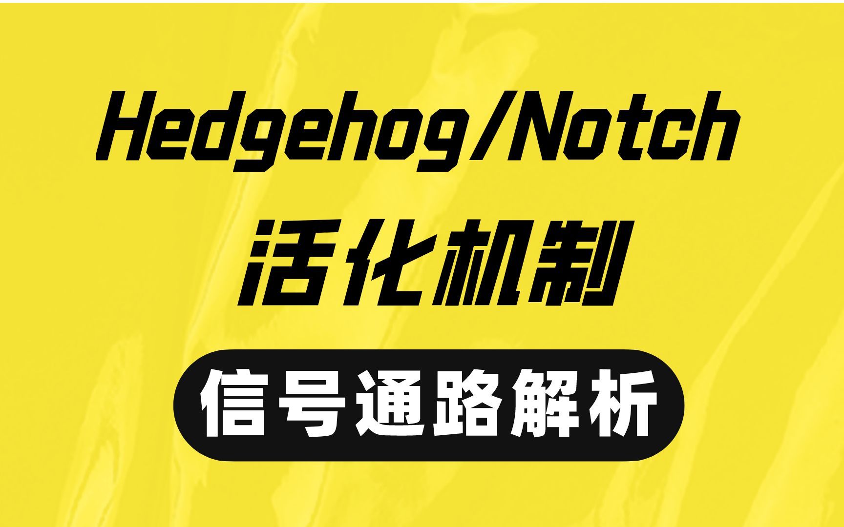 Hedgehog和Noch信号通路的全貌和检测案例哔哩哔哩bilibili